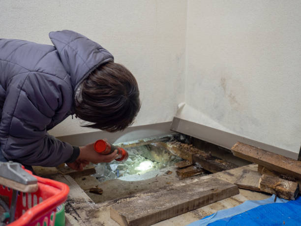 Mold Odor Removal Services in Yorkville, WI